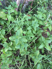 Mentha × rotundifolia