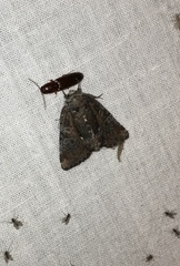 Chytonix sensilis