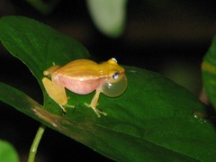 Painted Treefrog photo 3