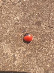 Ormosia arborea