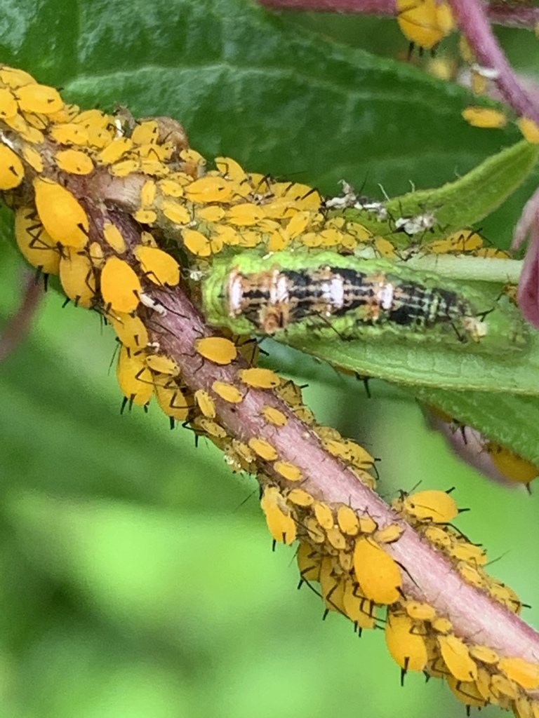 Short-tailed Aphideater