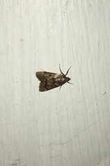 Aglossa disciferalis