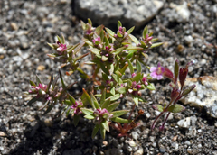 Polygonum polygaloides