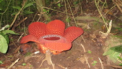 Rafflesia arnoldii