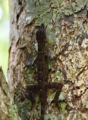 Anolis argenteolus