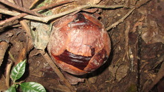Rafflesia arnoldii