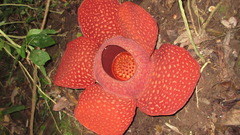 Rafflesia arnoldii