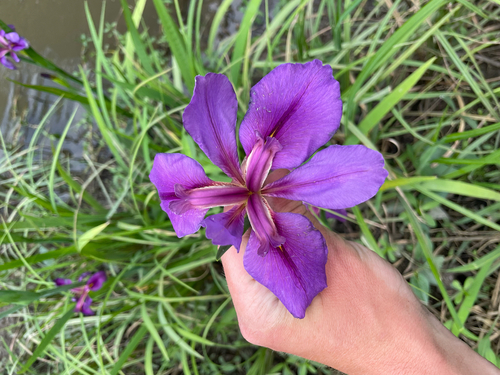 Iris violipurpurea