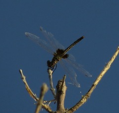 Macrodiplax balteata