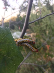 Oedemasia concinna