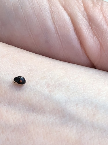 Double-marked Lady Beetle photo 4