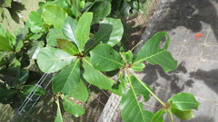 Terminalia catappa