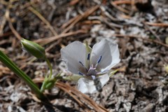 Calochortus minimus
