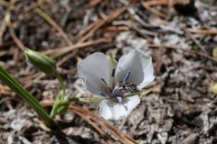 Calochortus minimus
