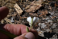 Calochortus minimus