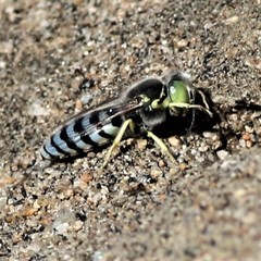 Bembix americana comata