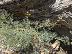 Lupinus hyacinthinus
