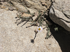Erigeron breweri jacinteus