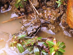 Leptodactylus fragilis