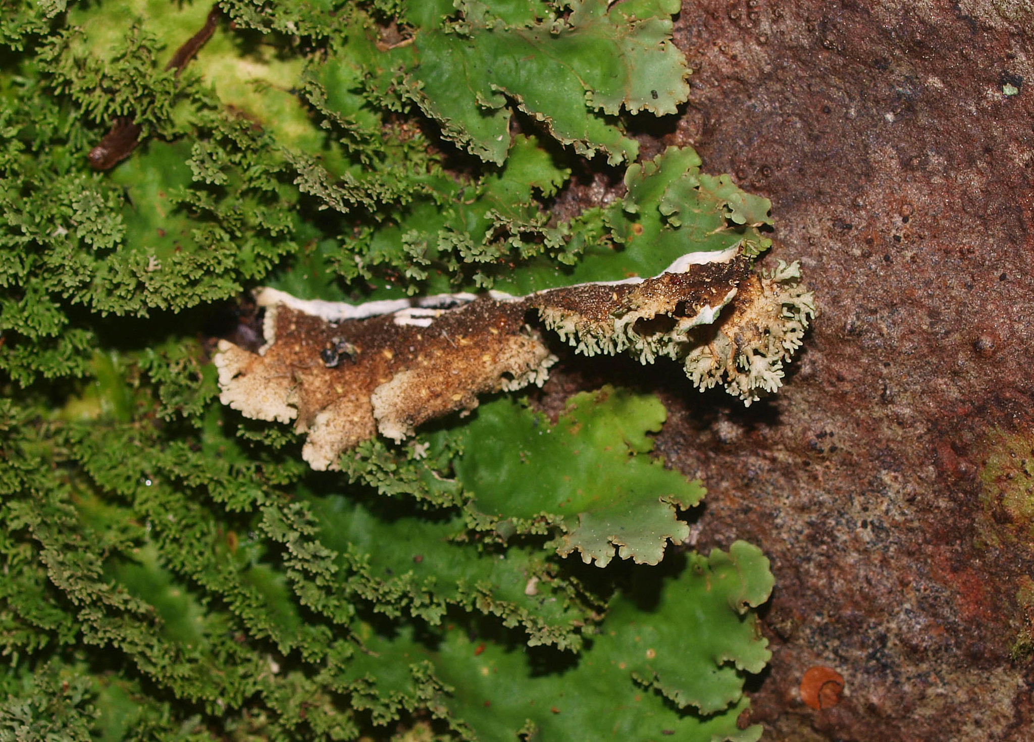 Pseudocyphellaria multifida image