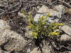 Silene parishii