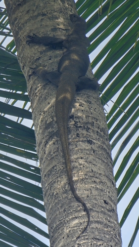 Varanus nebulosus