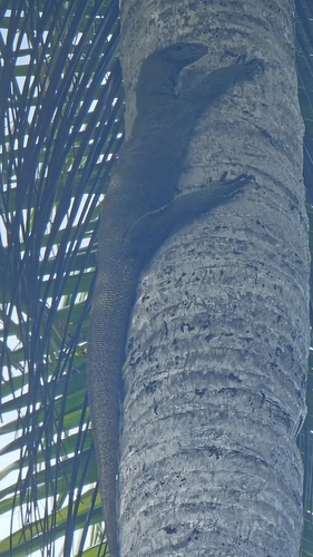 Varanus nebulosus