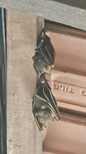 Cynopterus brachyotis