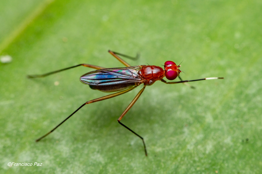 Grallipeza paraplacida