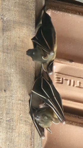 Cynopterus brachyotis