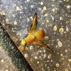 Icterica