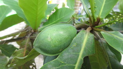 Terminalia catappa