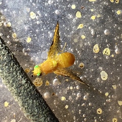 Icterica