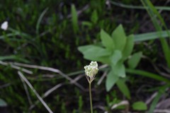 Perideridia parishii latifolia