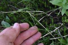 Perideridia parishii latifolia