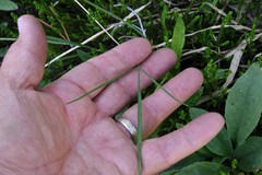 Perideridia parishii latifolia