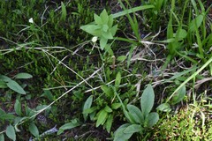 Perideridia parishii latifolia