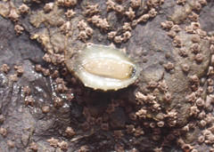 Onchidella nigricans