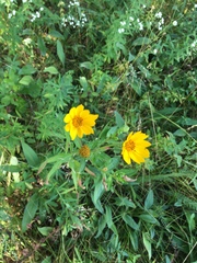 Helianthus occidentalis