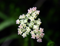 Perideridia parishii latifolia
