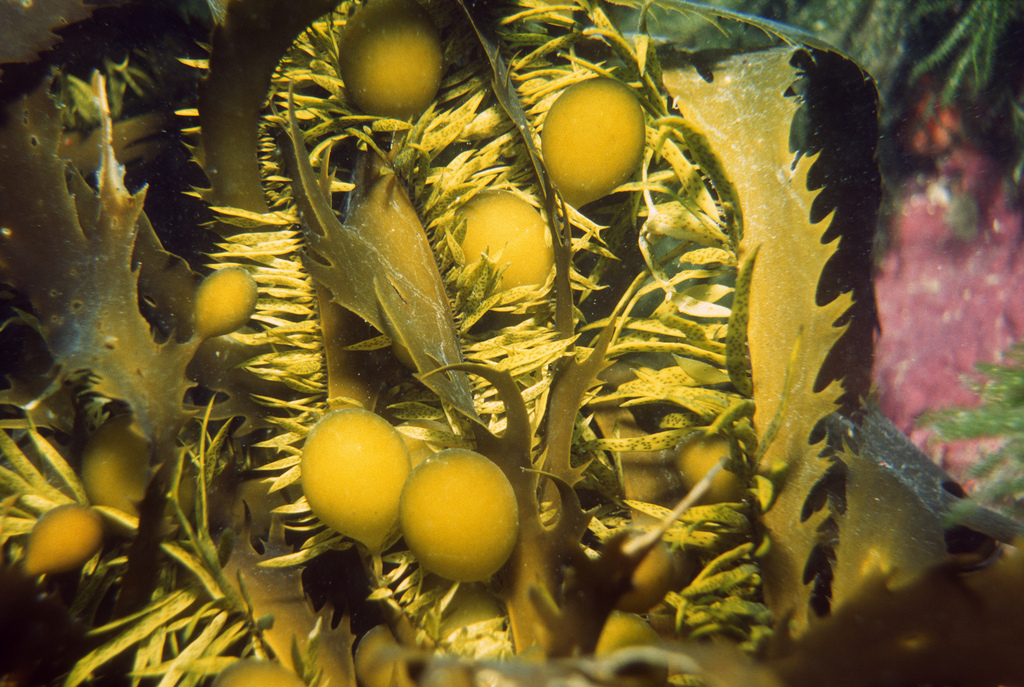 Marginariella urvilliana