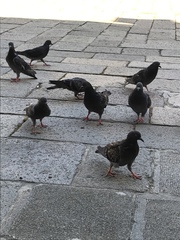 Columba livia domestica