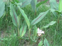 Curcuma phaeocaulis