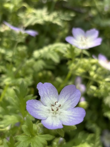 Largeflower baby blue eyes (Nemophila phacelioides)