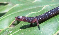 Central American Worm Salamander photo 3