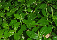 Peperomia urvilleana