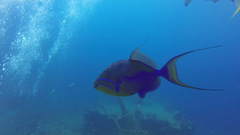Balistes vetula
