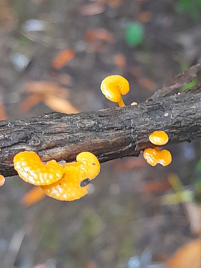 Favolaschia claudopus · April 2025 · photo: © mphnz (iNaturalist, cc0)