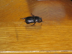 Hemiphileurus illatus