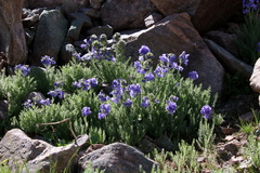Polemonium confertum